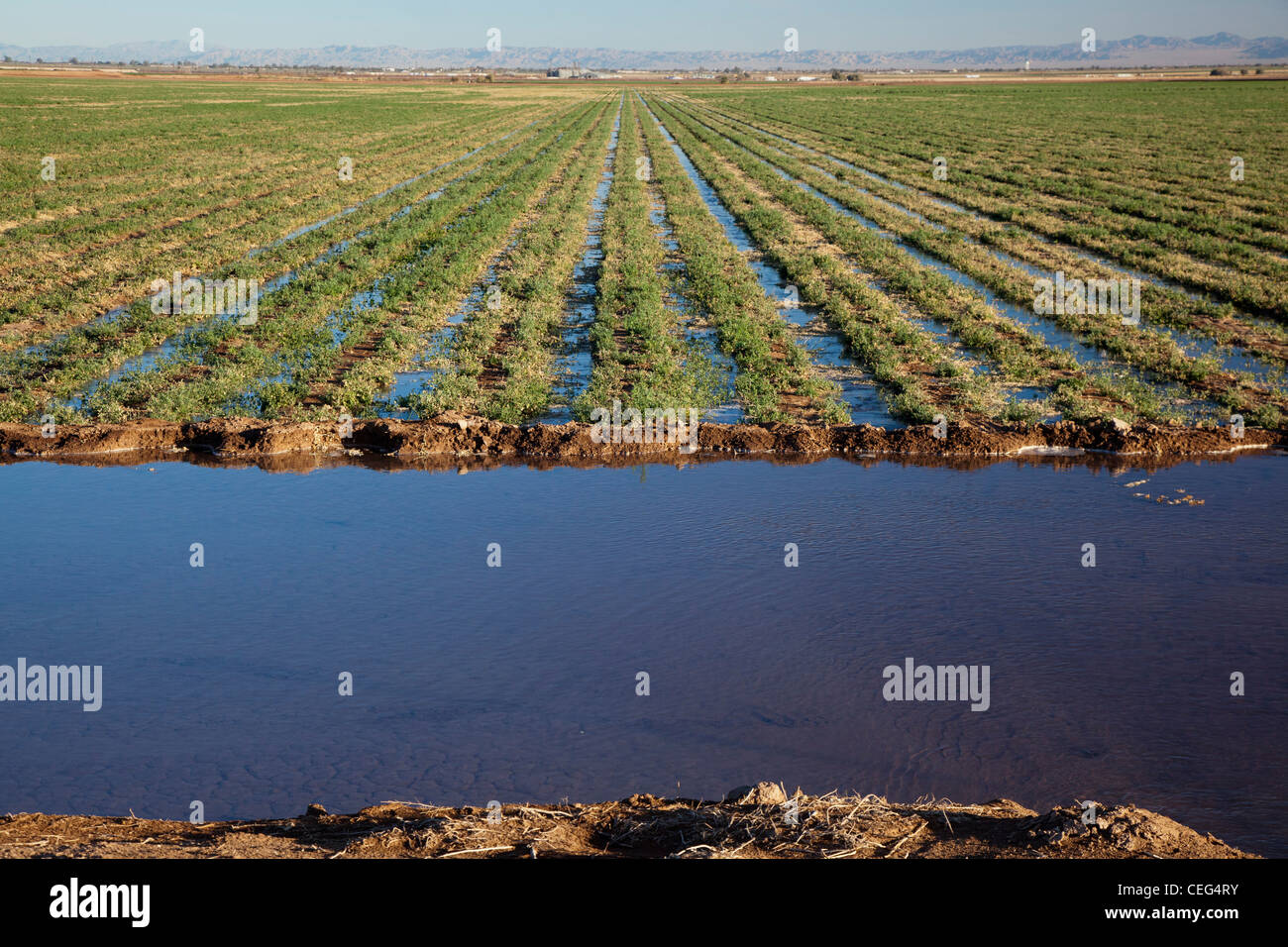 Terrain agricole irrigué dans la région de Imperial Valley Banque D'Images