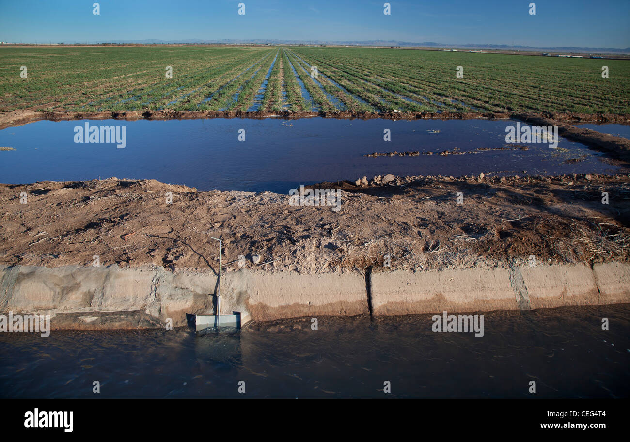 Terrain agricole irrigué dans la région de Imperial Valley Banque D'Images