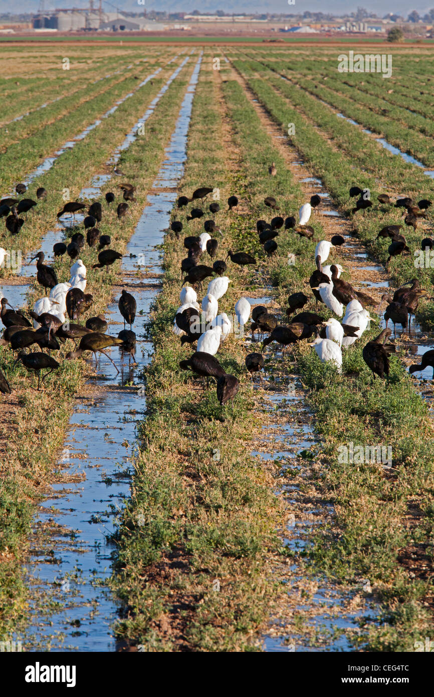 Oiseaux en champ agricole irriguée dans la région de Imperial Valley Banque D'Images
