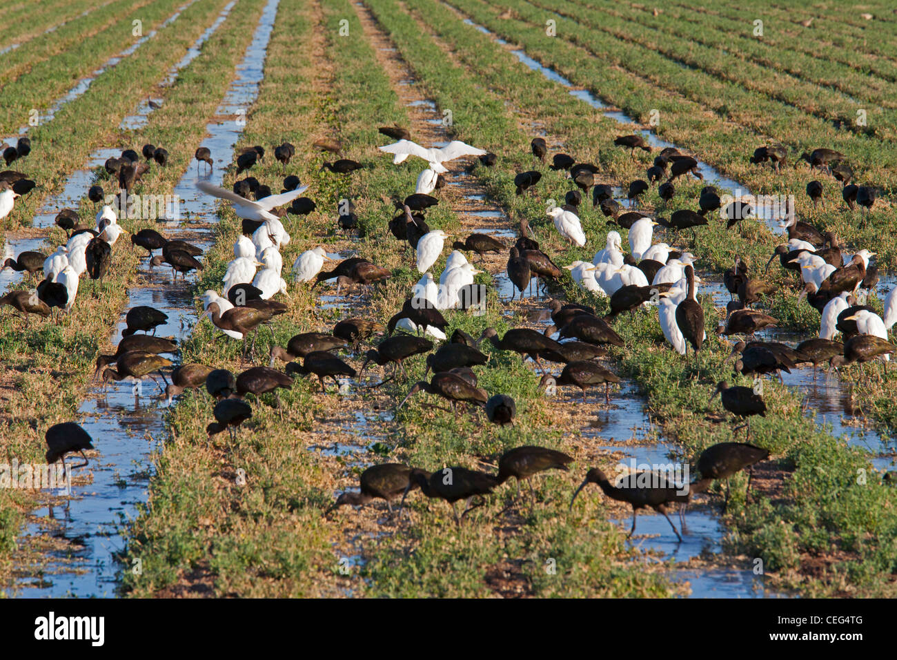 Oiseaux en champ agricole irriguée dans la région de Imperial Valley Banque D'Images