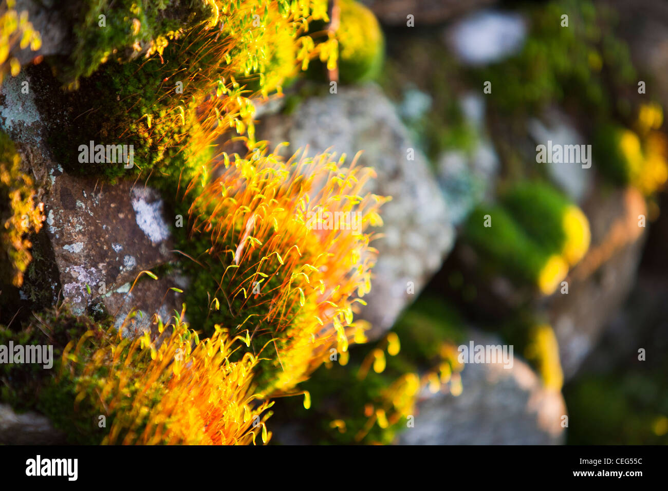 Des organes de fructification sur mousse couvrant des pierres sur un mur à Ambleside, Cumbria, Royaume-Uni, au coucher du soleil. Banque D'Images