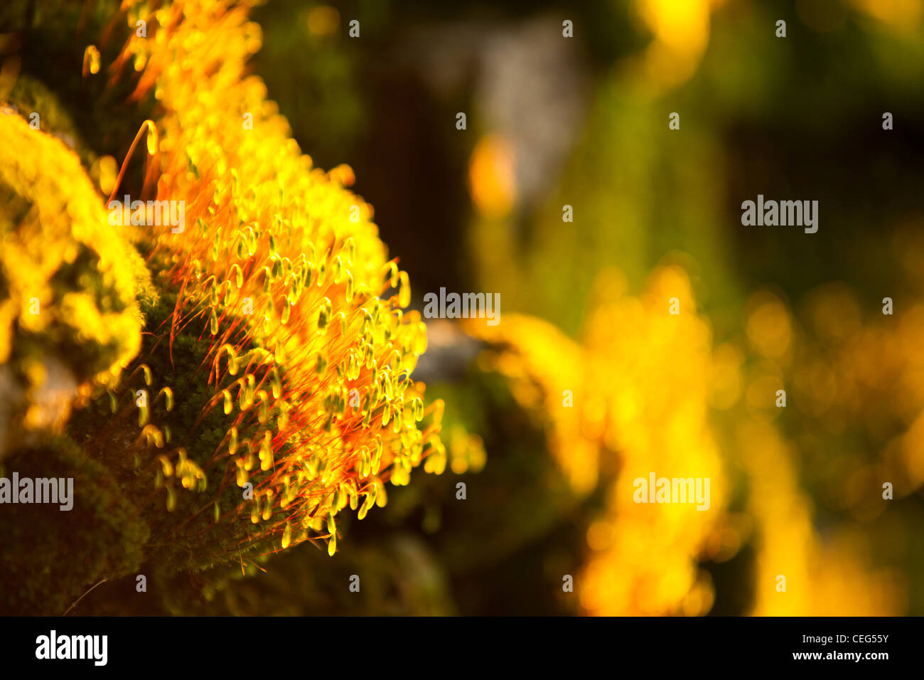 Des organes de fructification sur mousse couvrant des pierres sur un mur à Ambleside, Cumbria, Royaume-Uni, au coucher du soleil. Banque D'Images