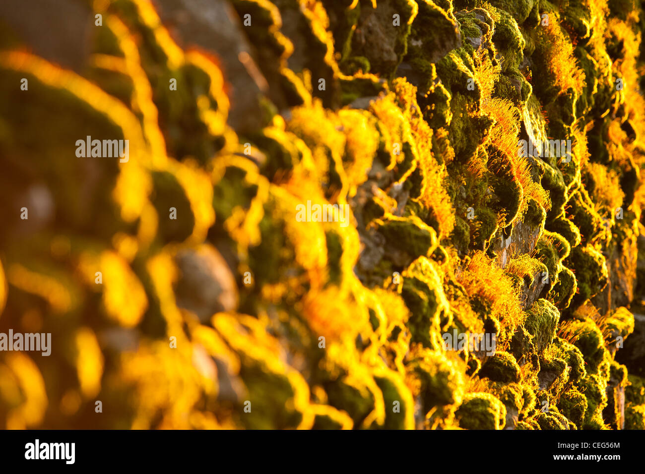 Moss couvrant des pierres sur un mur à Ambleside, Cumbria, Royaume-Uni, au coucher du soleil. Banque D'Images