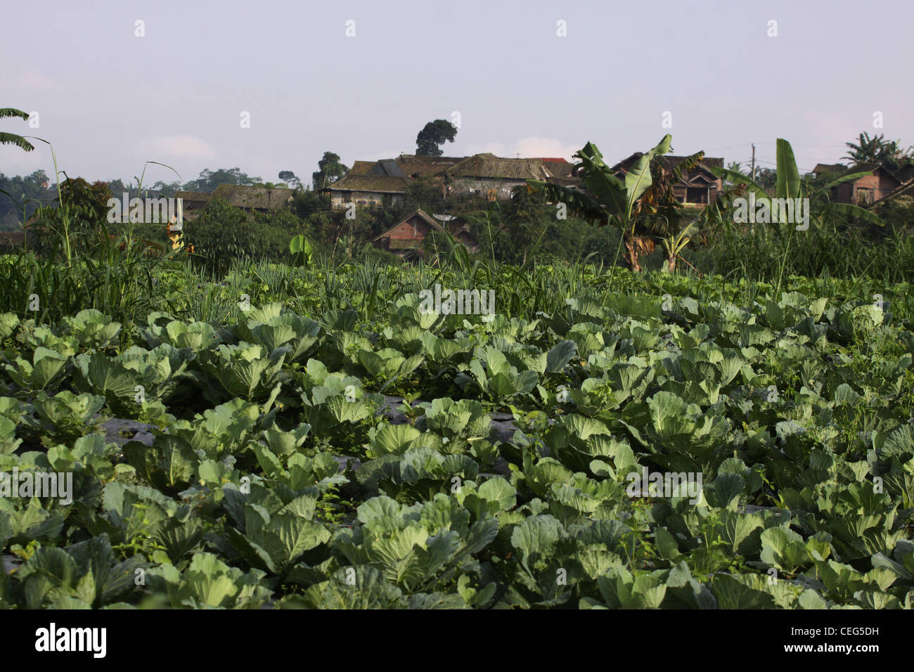 Les champs agricoles légumes Yogyakarta Indonésie Banque D'Images