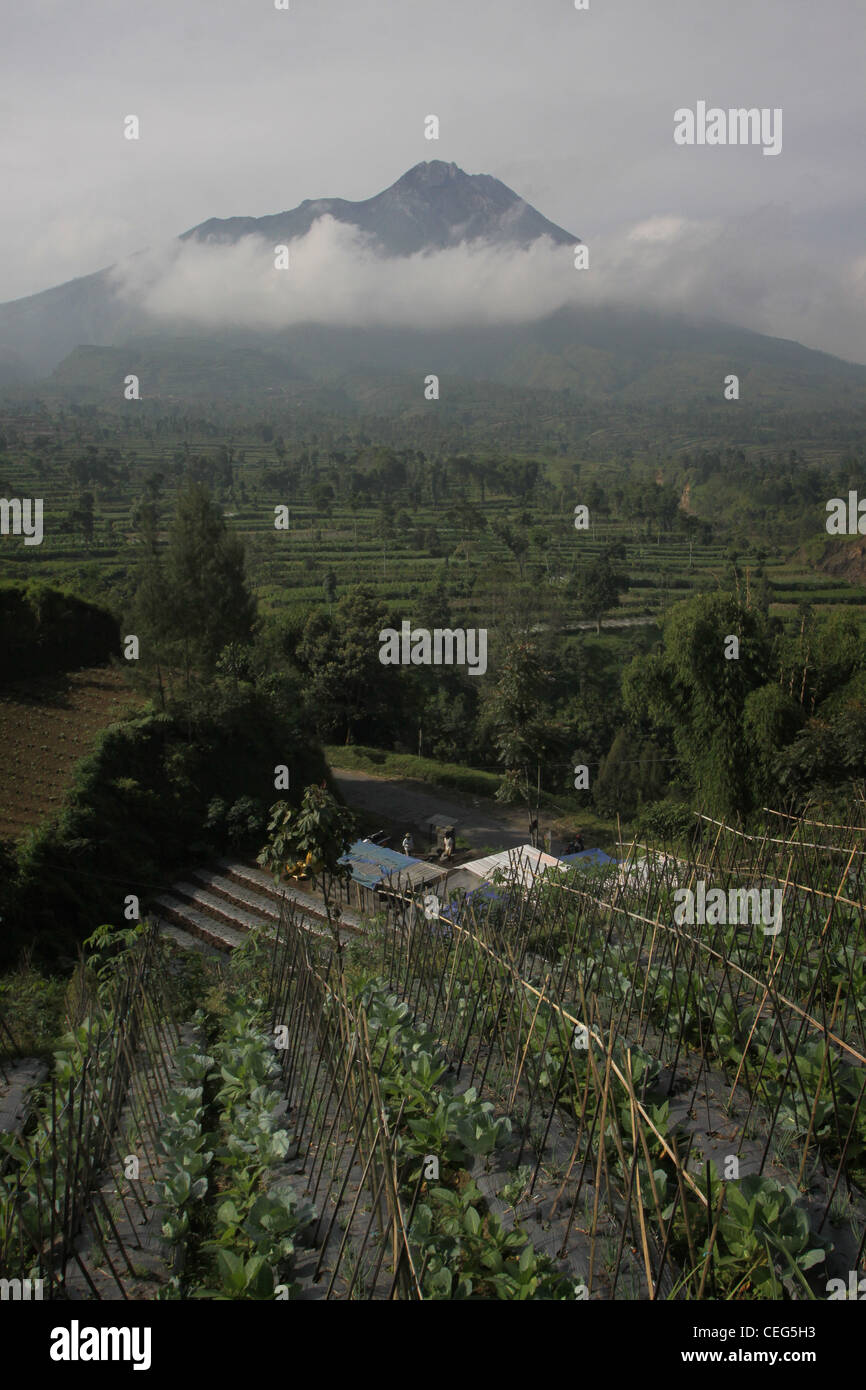 Ferme maraîchère champs ci-dessous sur le Mont Merapi Yogyakarta Indonésie Banque D'Images