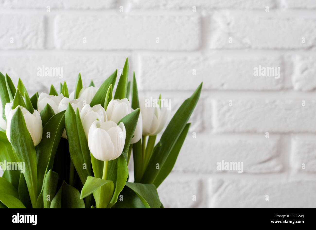 Un bouquet de tulipes blanches avec un mur blanc à l'arrière-plan Banque D'Images