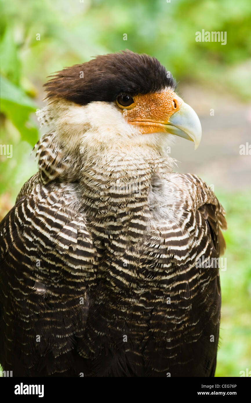 Portrait de Caracara Polyborus plancus ou en vue de l'angle latéral - vertical image Banque D'Images