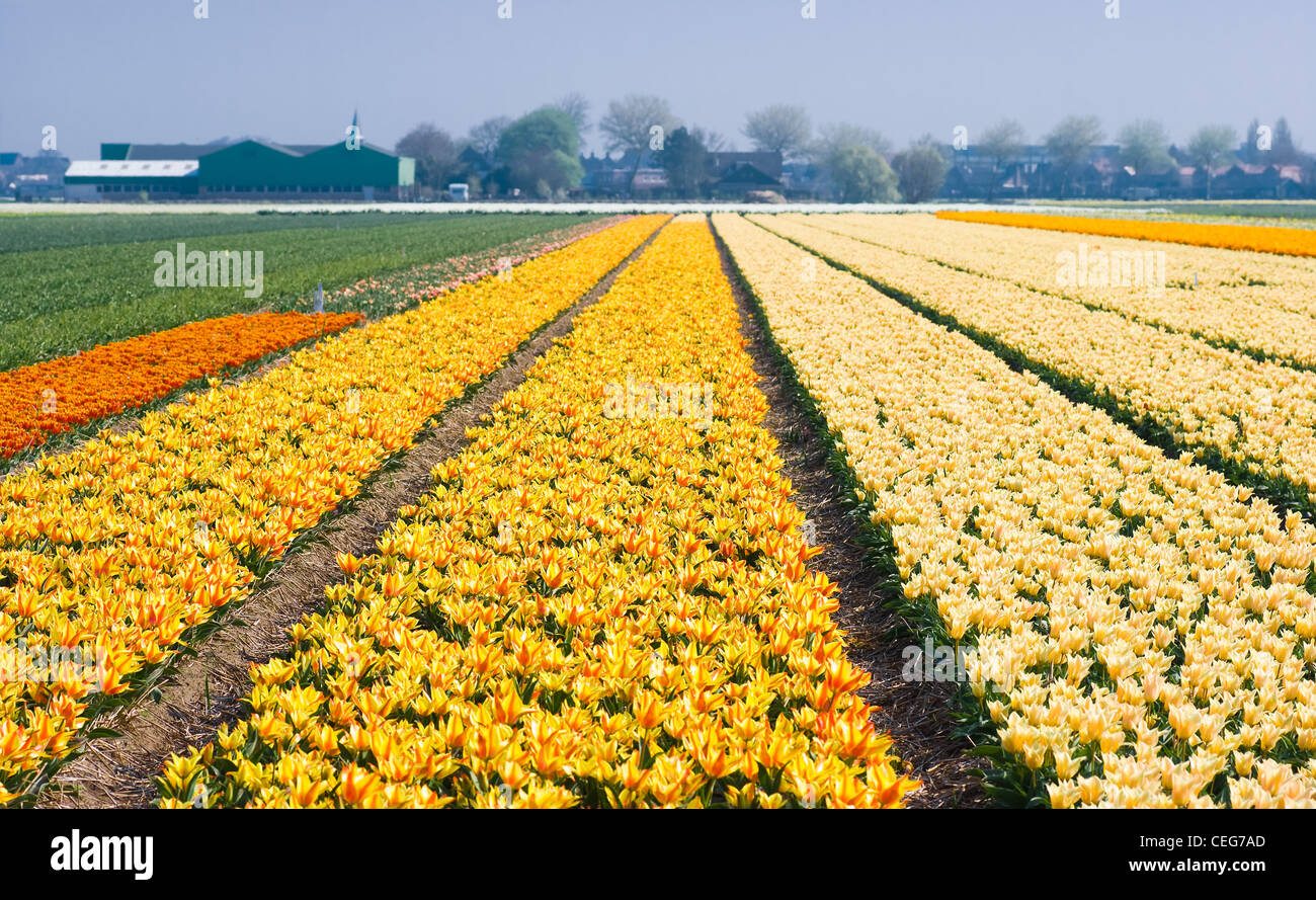Champs de tulipes colorées avec de petites fleurs tulipes au printemps dans les Pays-Bas Banque D'Images
