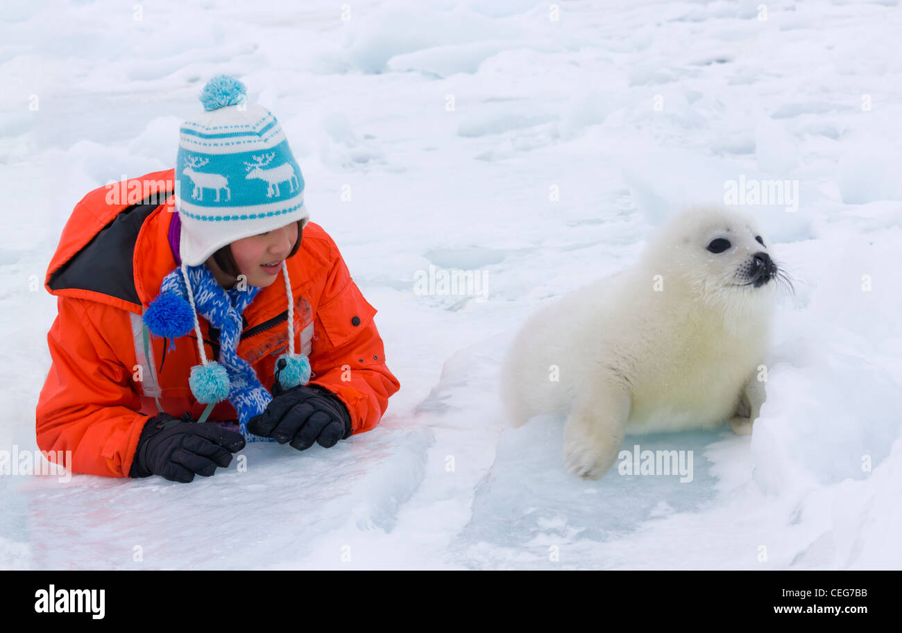 Fille avec des petits du phoque sur la glace, Iles de la Madeleine, Canada Banque D'Images
