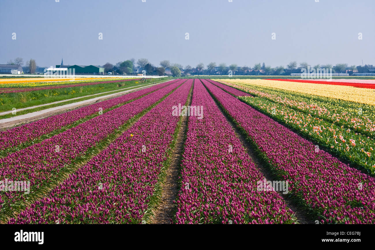 Domaine de l'ampoule avec deep purple tulips et un lonesome tulipe jaune au printemps dans les Pays-Bas Banque D'Images