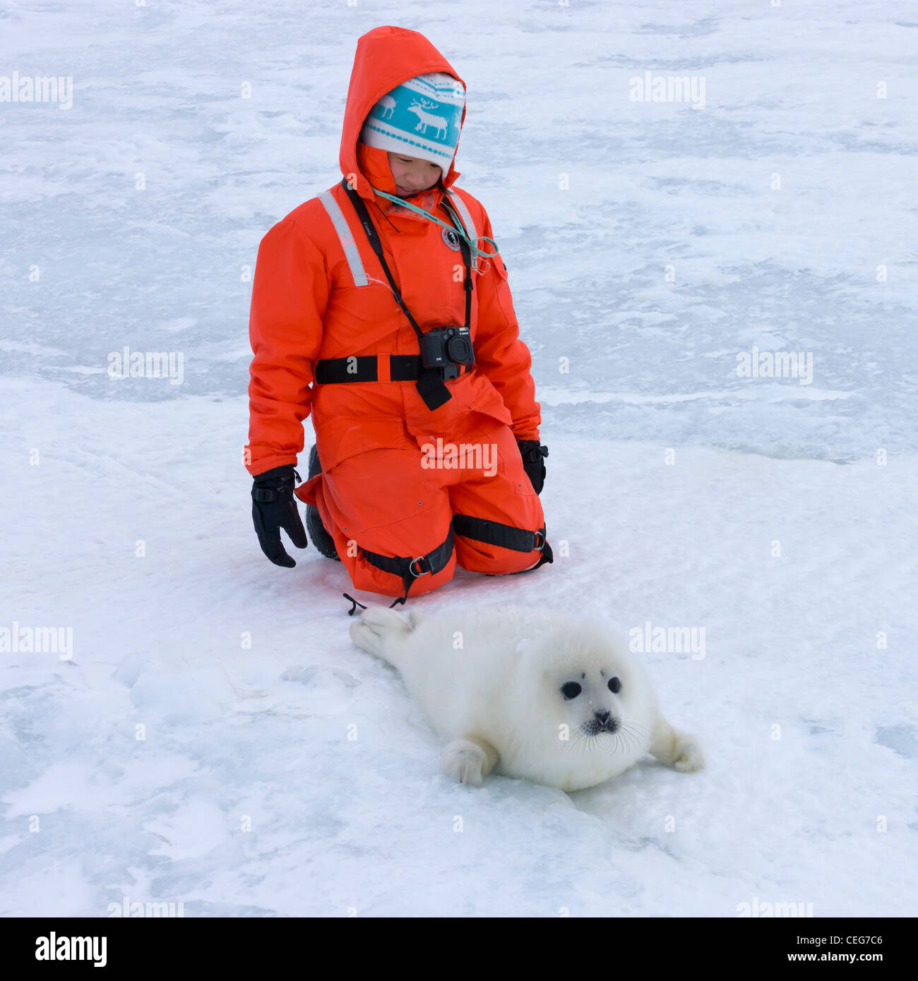 Les touristes avec des petits du phoque sur la glace, Iles de la Madeleine, Canada Banque D'Images