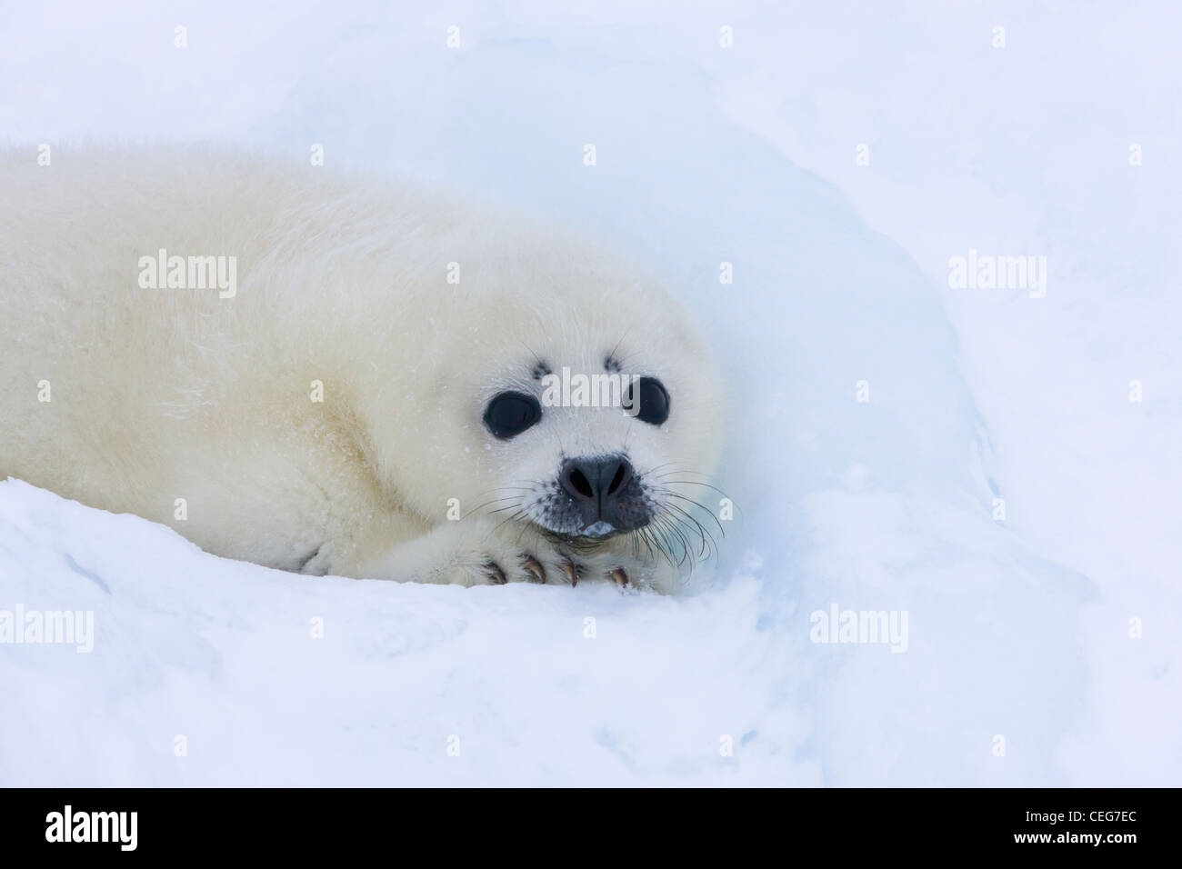 Bébé Phoque du Groenland sur la glace, Iles de la Madeleine, Canada Banque D'Images