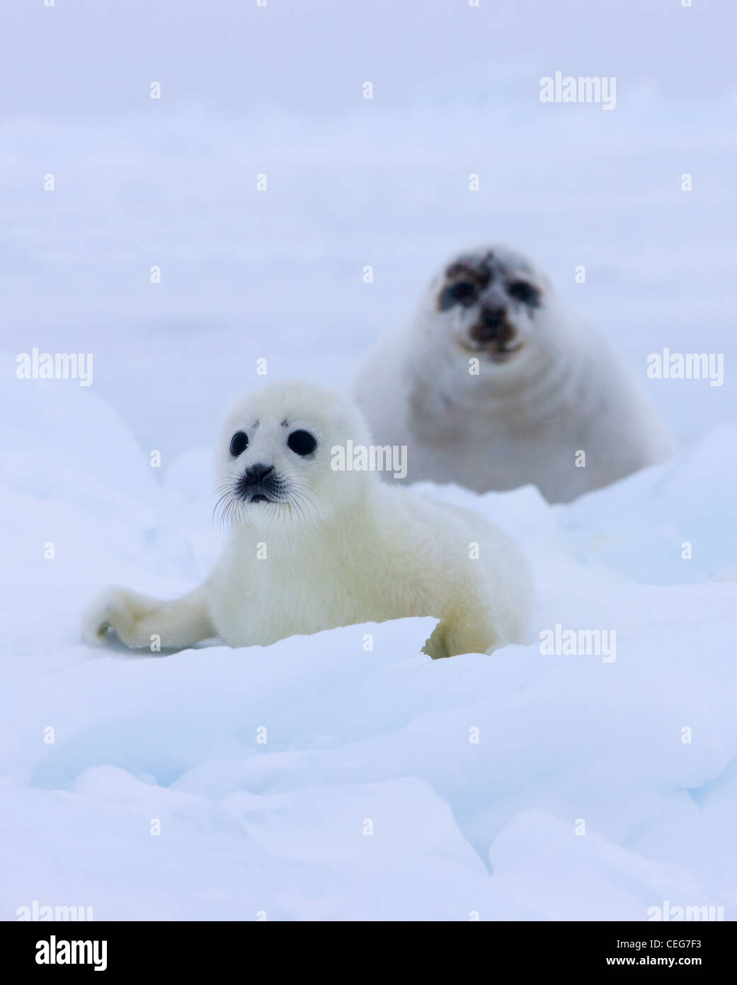 Bébé Phoque du Groenland sur la glace, Iles de la Madeleine, Canada Banque D'Images
