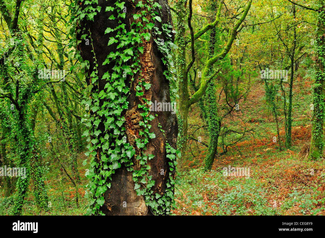 La forêt de feuillus. La Galice, Espagne Banque D'Images