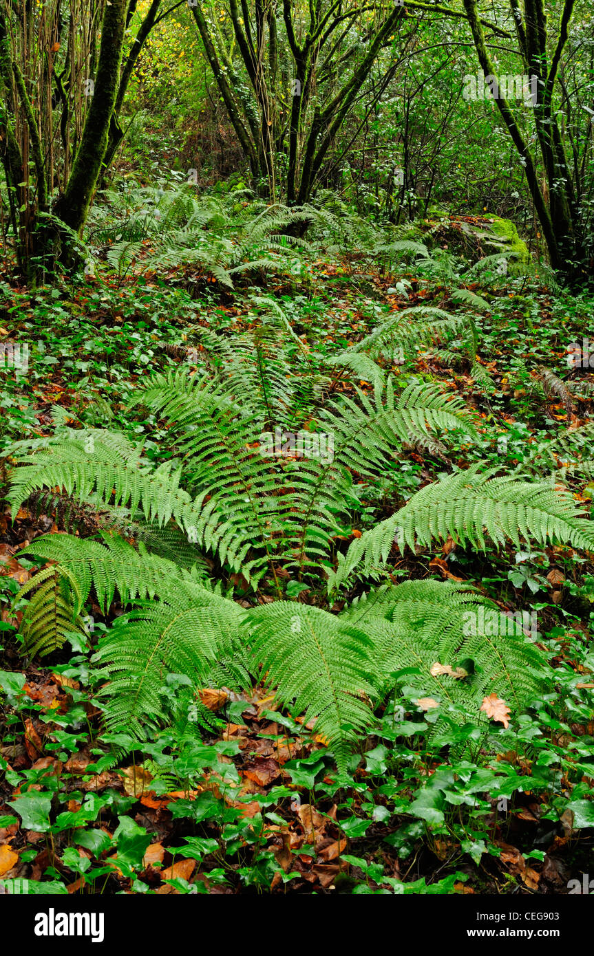 La forêt de feuillus. La Galice, Espagne Banque D'Images