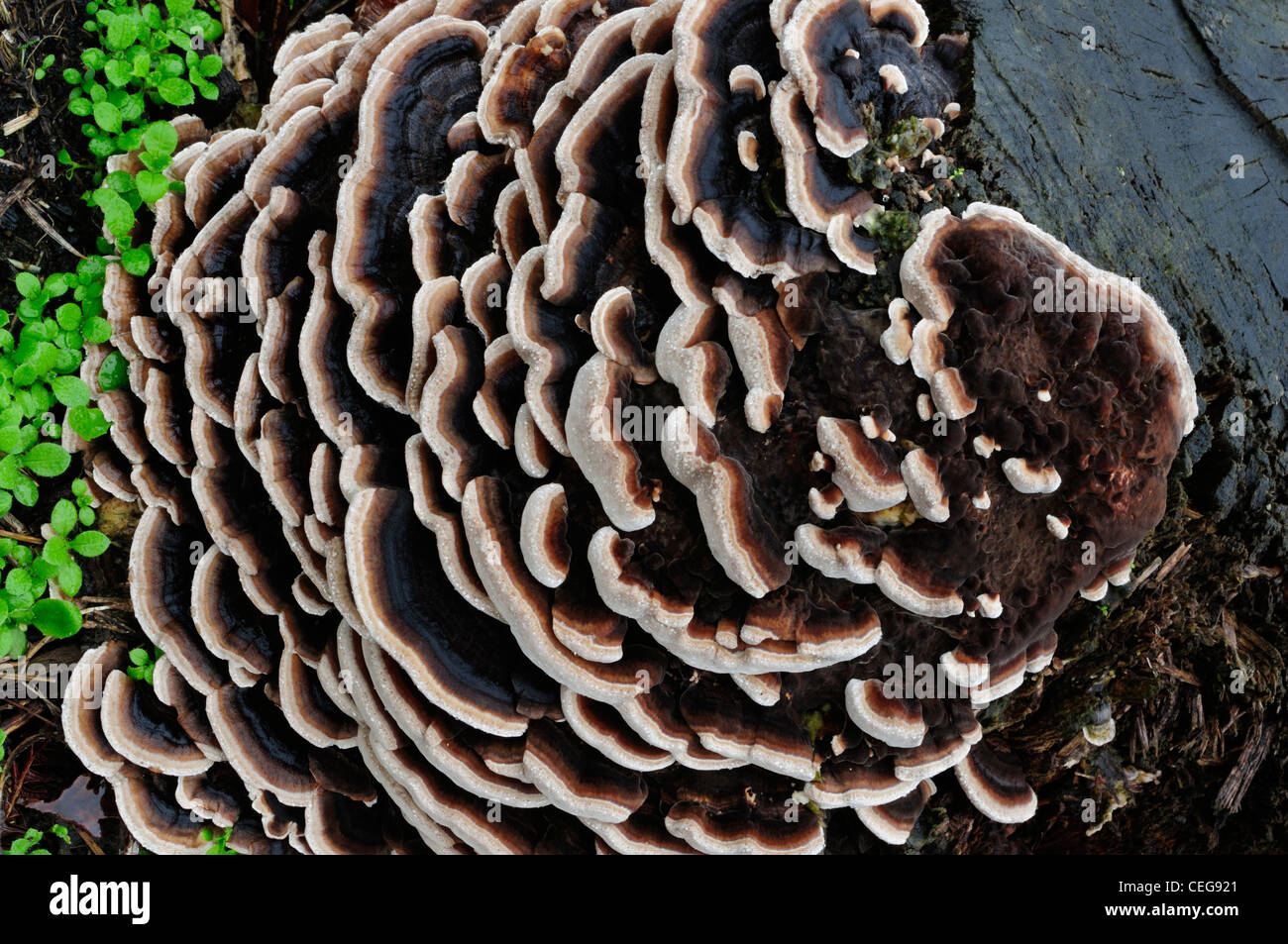 Trametes versicolor champignons de bois sur une souche d'arbre Banque D'Images