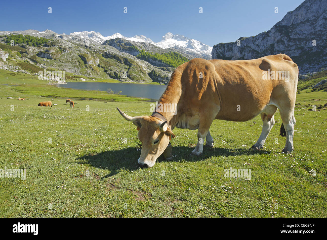 Les bovins de la vallée asturienne, Lago Ercina lac glaciaire, Lacs de Covadonga dans les Picos de Europa, Asturias, Espagne Banque D'Images