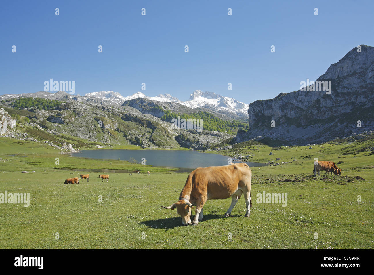 Les bovins de la vallée asturienne, Lago Ercina lac glaciaire, Lacs de Covadonga dans les Picos de Europa, Asturias, Espagne Banque D'Images