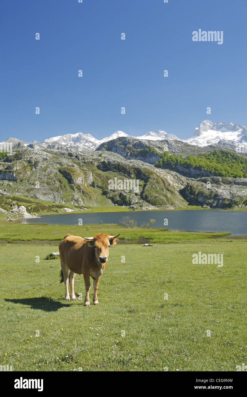 Les bovins de la vallée asturienne, Lago Ercina lac glaciaire, Lacs de Covadonga dans les Picos de Europa, Asturias, Espagne Banque D'Images