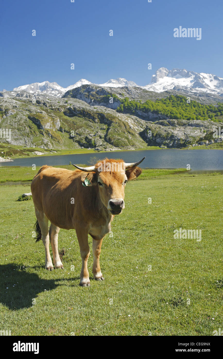 Les bovins de la vallée asturienne, Lago Ercina lac glaciaire, Lacs de Covadonga dans les Picos de Europa, Asturias, Espagne Banque D'Images
