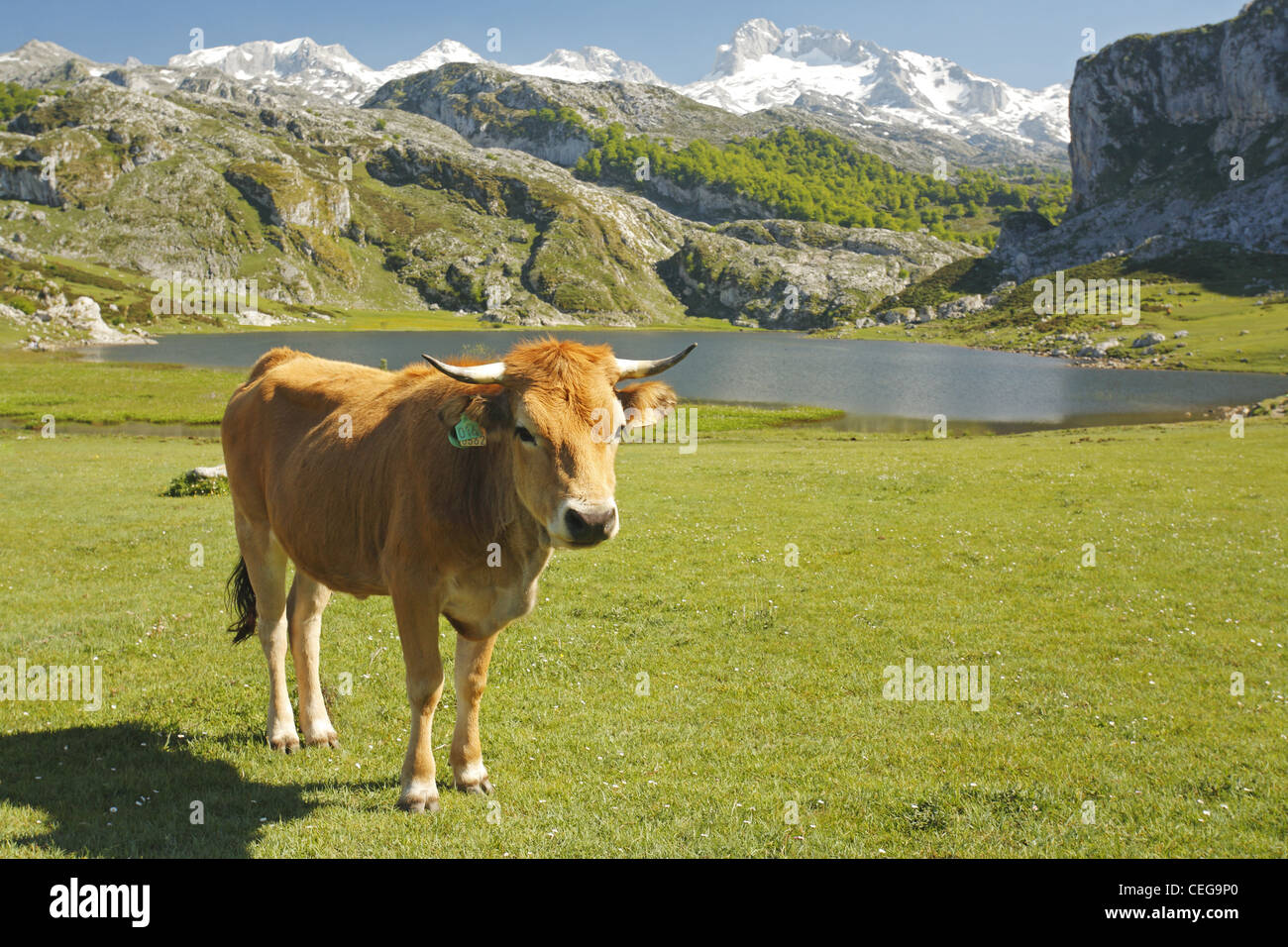 Les bovins de la vallée asturienne, Lago Ercina lac glaciaire, Lacs de Covadonga dans les Picos de Europa, Asturias, Espagne Banque D'Images