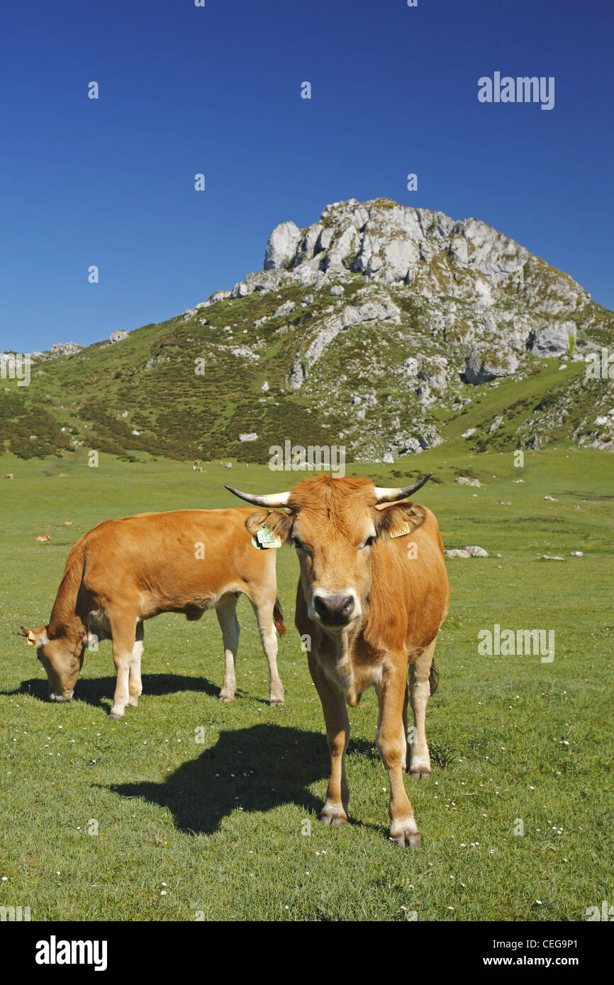 Les bovins de la vallée asturienne, Picos de Europa, Espagne Banque D'Images