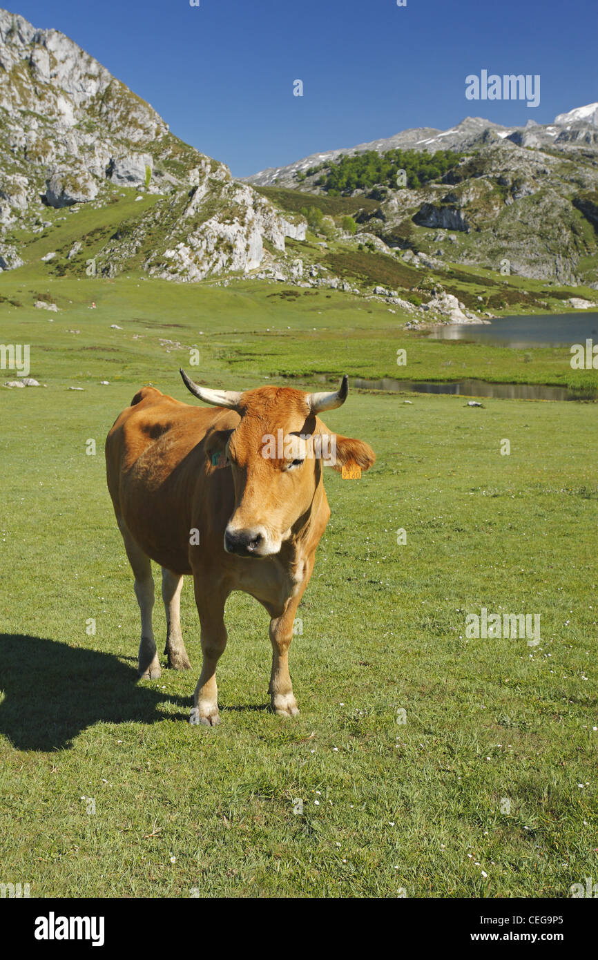 Les bovins de la vallée asturienne, Picos de Europa, Espagne Banque D'Images