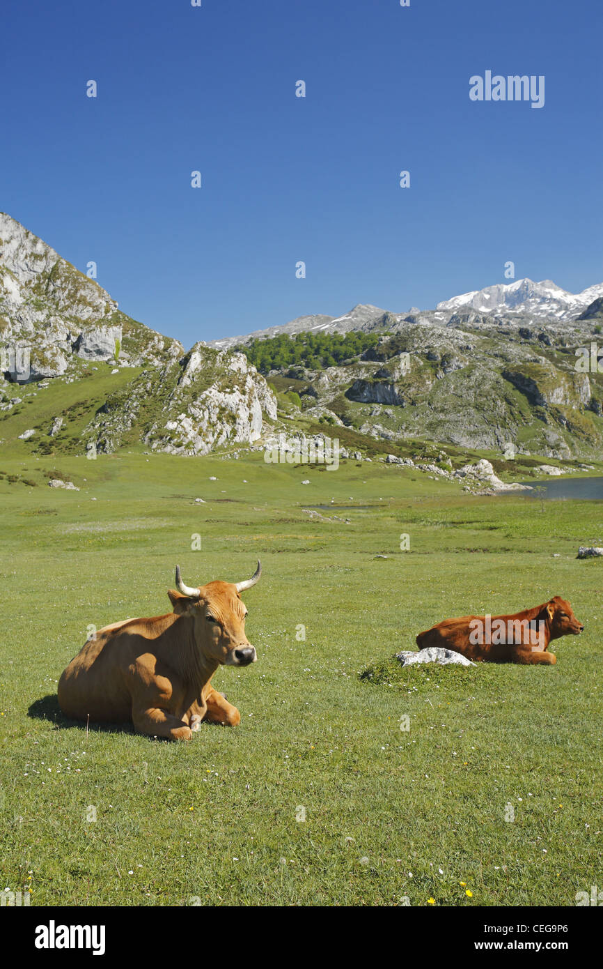 Les bovins de la vallée asturienne, Picos de Europa, Espagne Banque D'Images