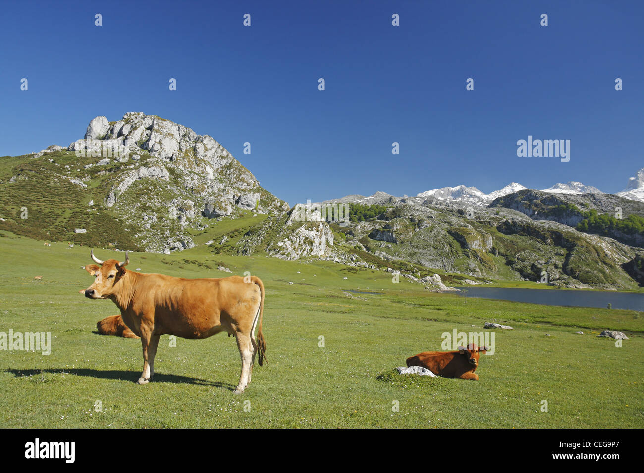Les bovins de la vallée asturienne, Lago Ercina lac glaciaire, Lacs de Covadonga dans les Picos de Europa, Asturias, Espagne Banque D'Images