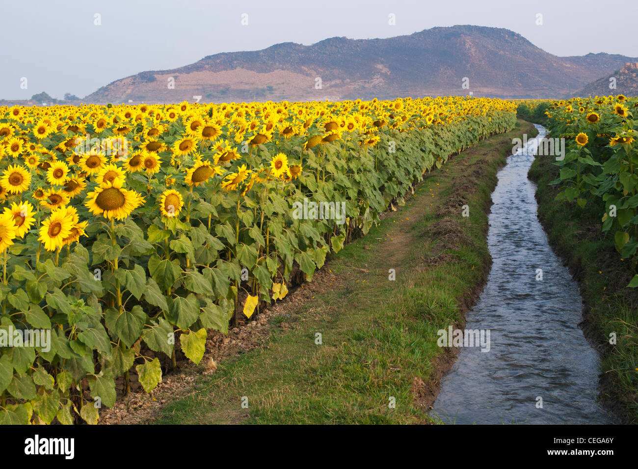 L'irrigation et de culture du tournesol dans la campagne indienne. L'Andhra Pradesh, Inde Banque D'Images