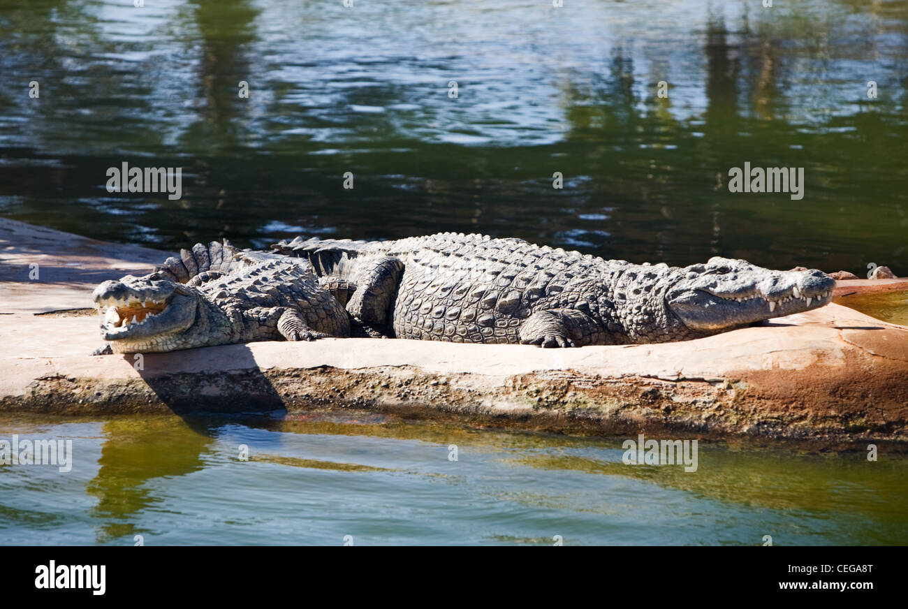 Les crocodiles du Nil dans l'explorateur parc, île de Djerba, Tunisie, Afrique Banque D'Images