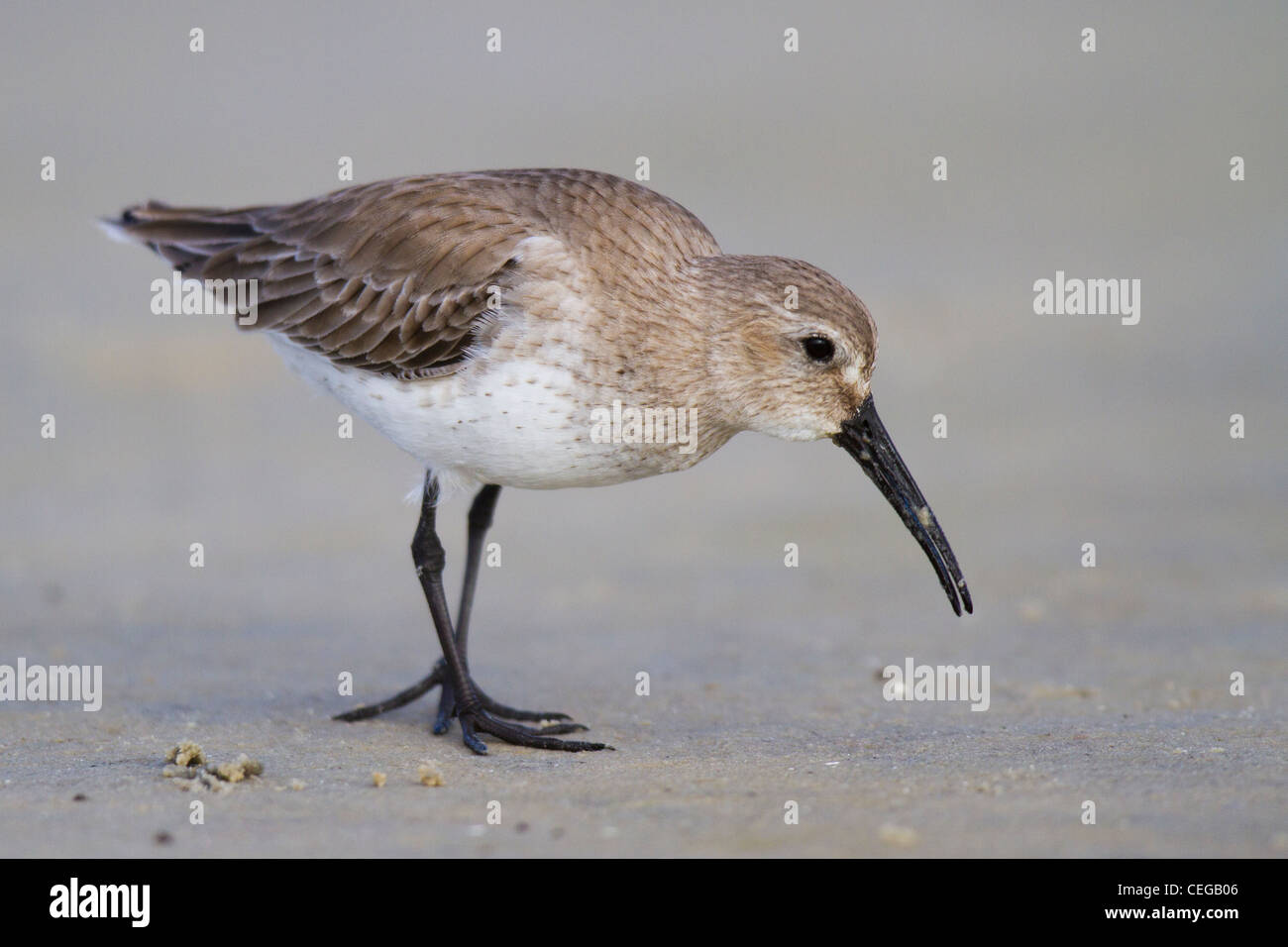 Le Bécasseau variable (Calidris alpina) dans la non-nuptiale marche sur une plage Banque D'Images