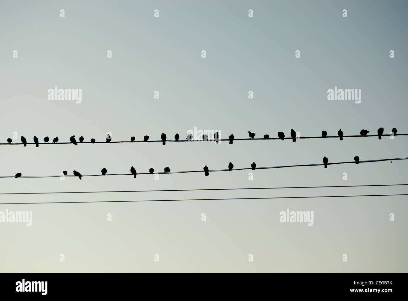 Les oiseaux sur les fils comme les notes de musique Banque D'Images