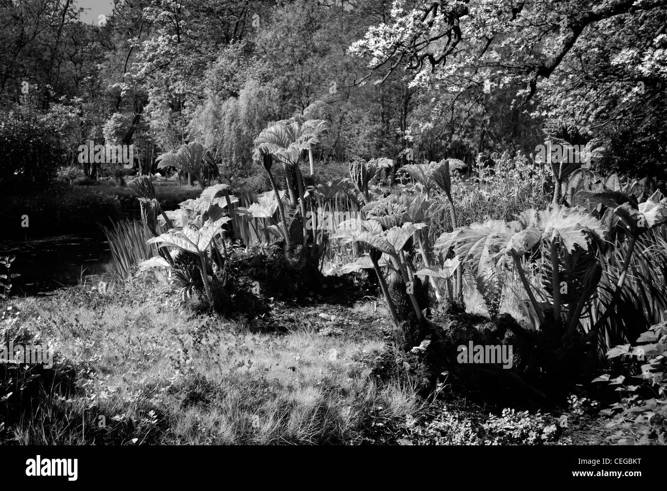 De plus en plus l'eau à côté de Gunnera manicata. Infra Rouge noir et blanc Banque D'Images