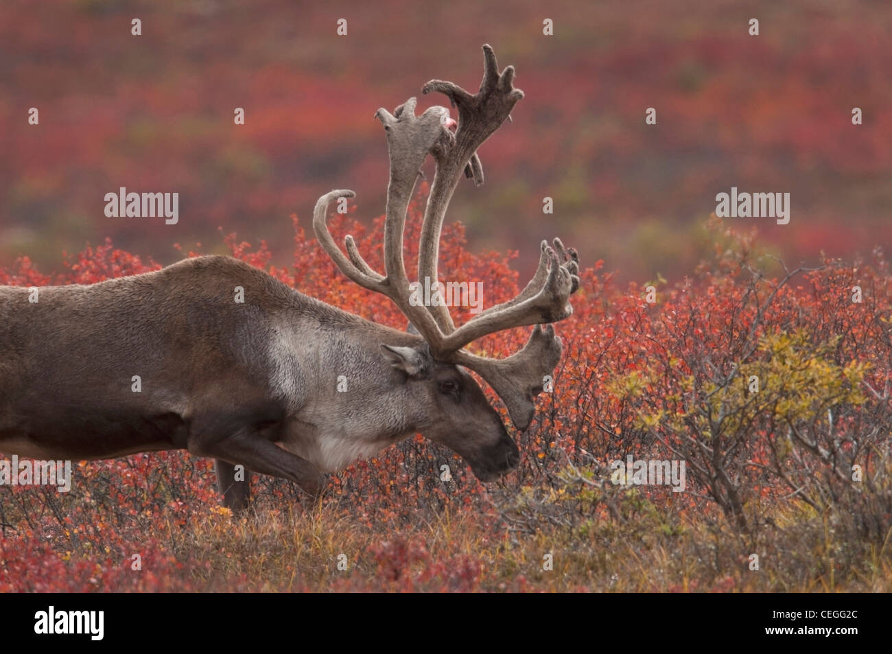 Bull Le Caribou (Rangifer tarandus) avec début de velours de peau de caribou, la couleur de l'automne Septembre le parc national Denali, en Alaska. Banque D'Images