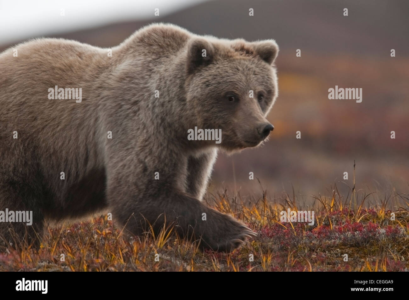 Grizzly (Ursus arctos) ourson, Denali National Park, Alaska Banque D'Images