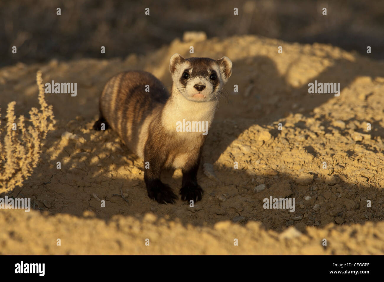 Stock photo d'un wild black-footed ferret à son terrier. Banque D'Images