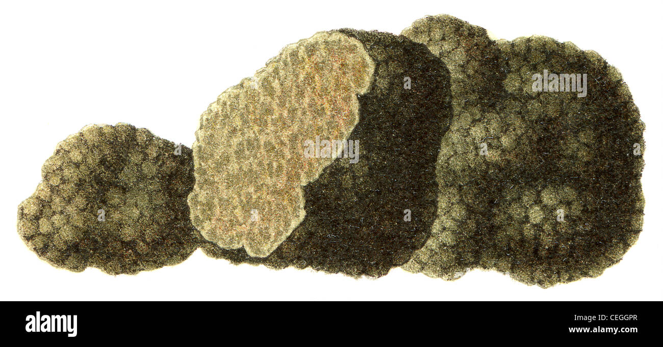 Champignon comestible de la truffe du Périgord Noir (Tuber melanosporum). Banque D'Images