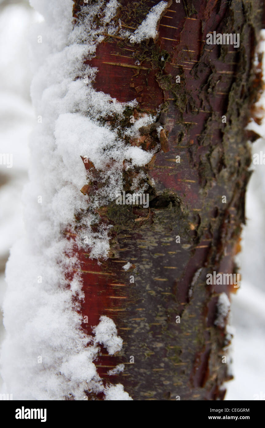 Neige sur tronc d'arbre dans The Blean woods Kent England uk Banque D'Images