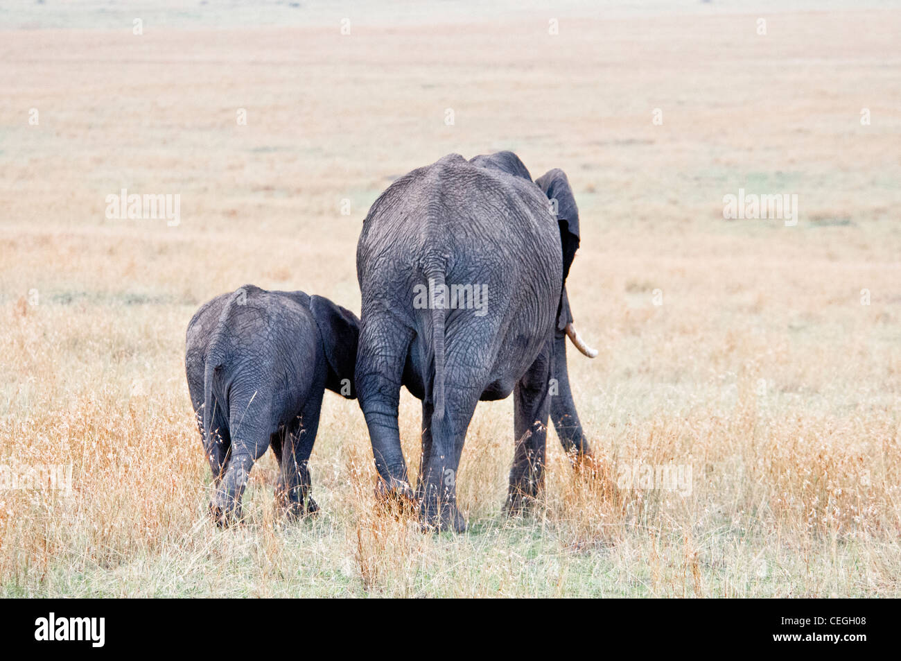 Bébé éléphant africain à la suite de sa mère, Loxodonta africana, Masai Mara National Reserve, Kenya, Africa Banque D'Images