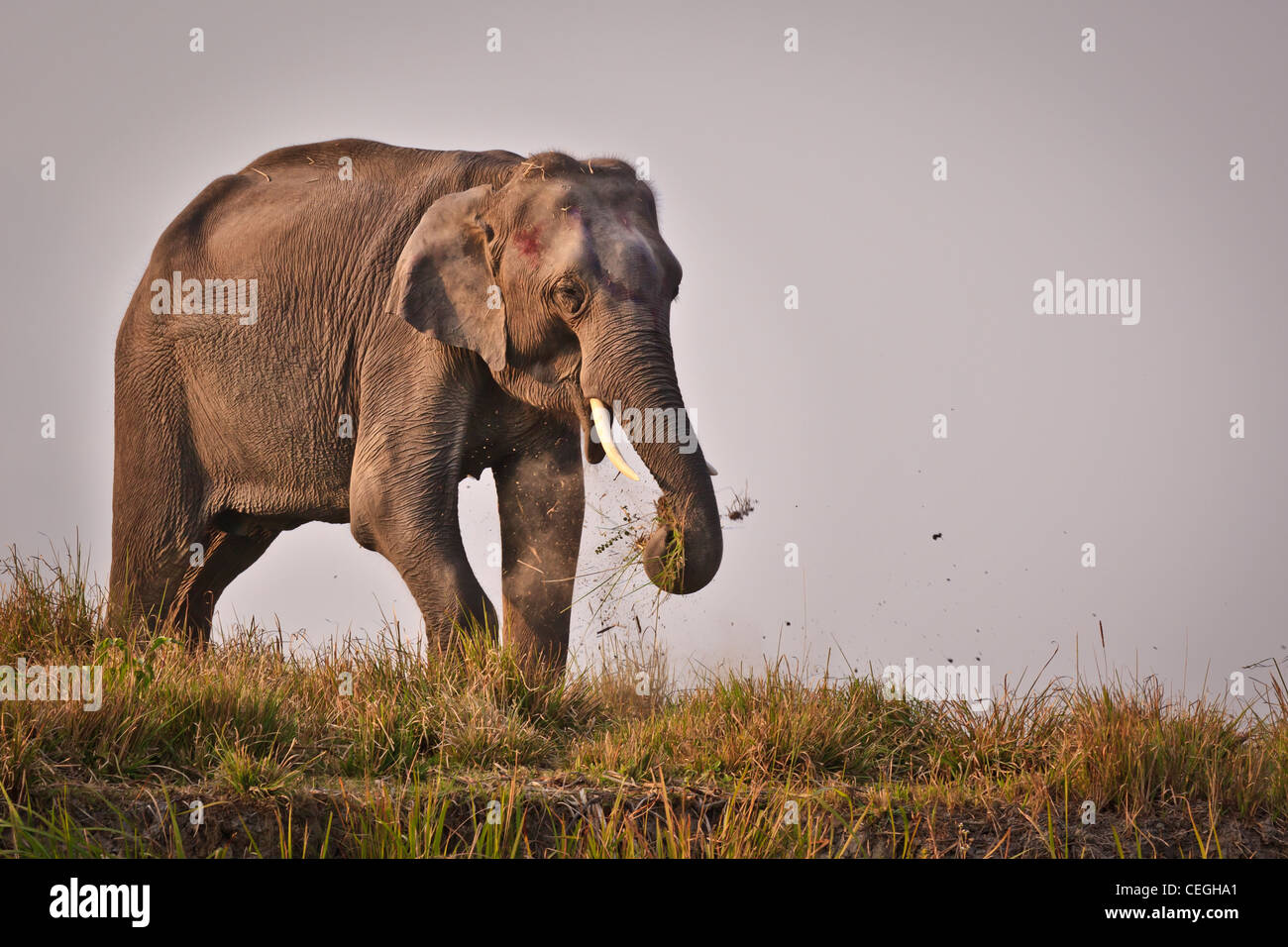 L'éléphant indien du parc national de Kaziranga, Assam, Inde Banque D'Images