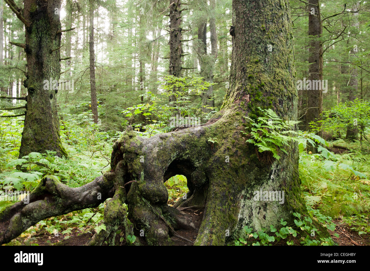 Arbre tordu racine dans le parc historique national de Sitka aka Totem Park, Sitka, Alaska Banque D'Images