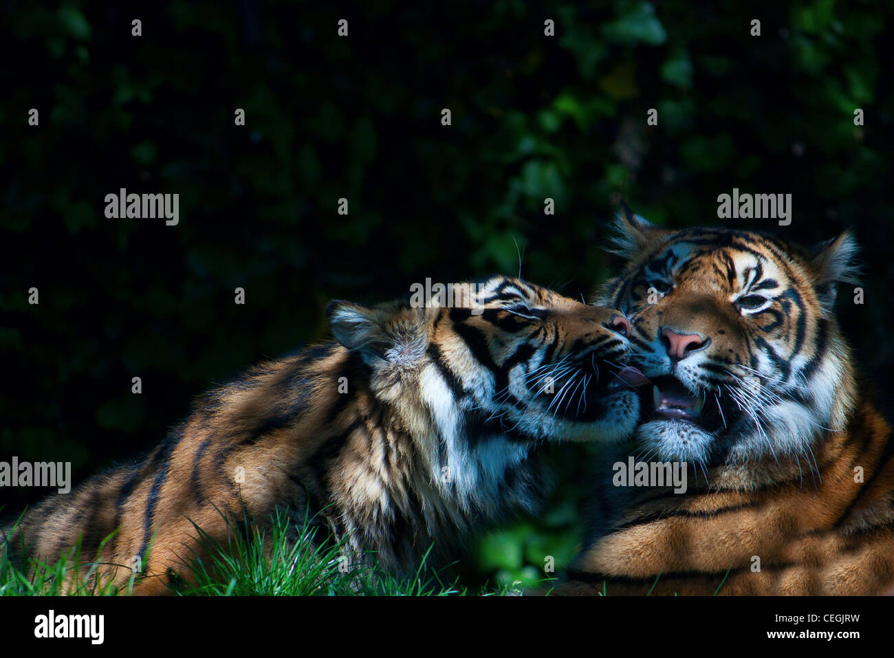 Comment On Dit Tigre En Anglais Tiger kissing Banque de photographies et d'images à haute résolution - Alamy