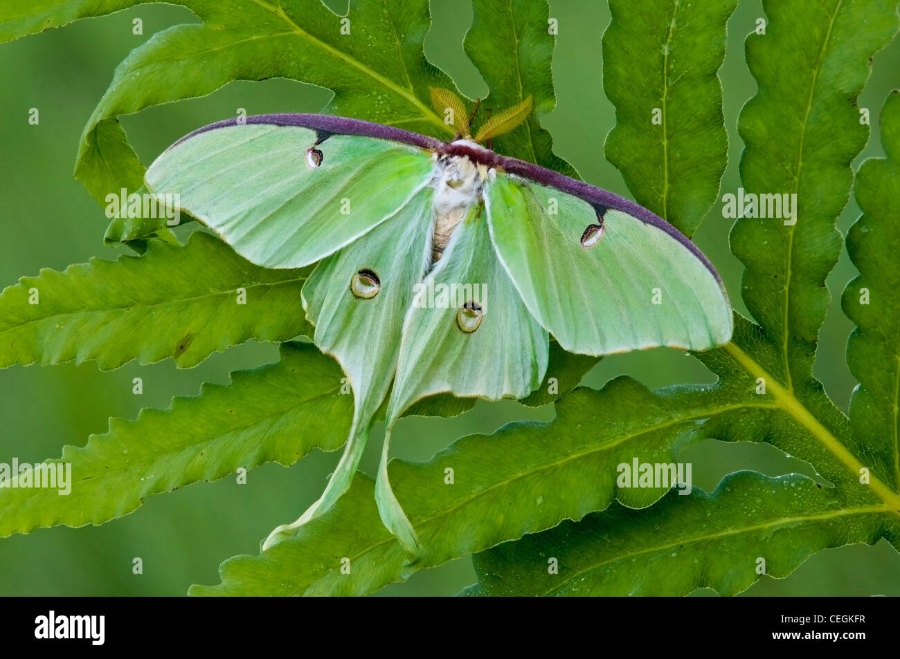 Luna Moth homme Actias luna reposant sur Onoclea sensibilis Fougère sensibles est de l'USA Banque D'Images