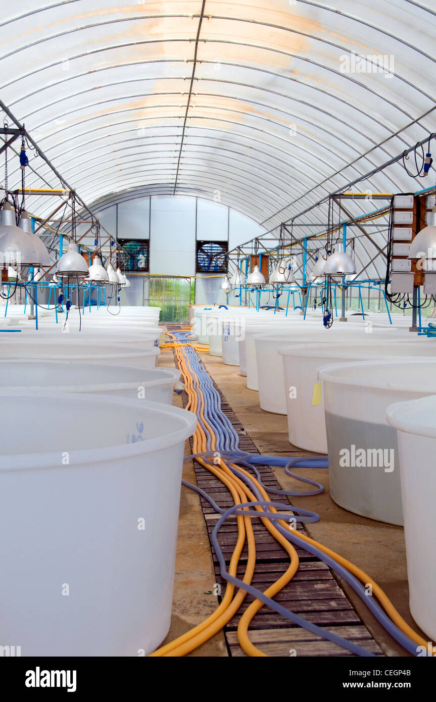 La ferme bio de crevettes, Khao Lak, Thaïlande. Banque D'Images