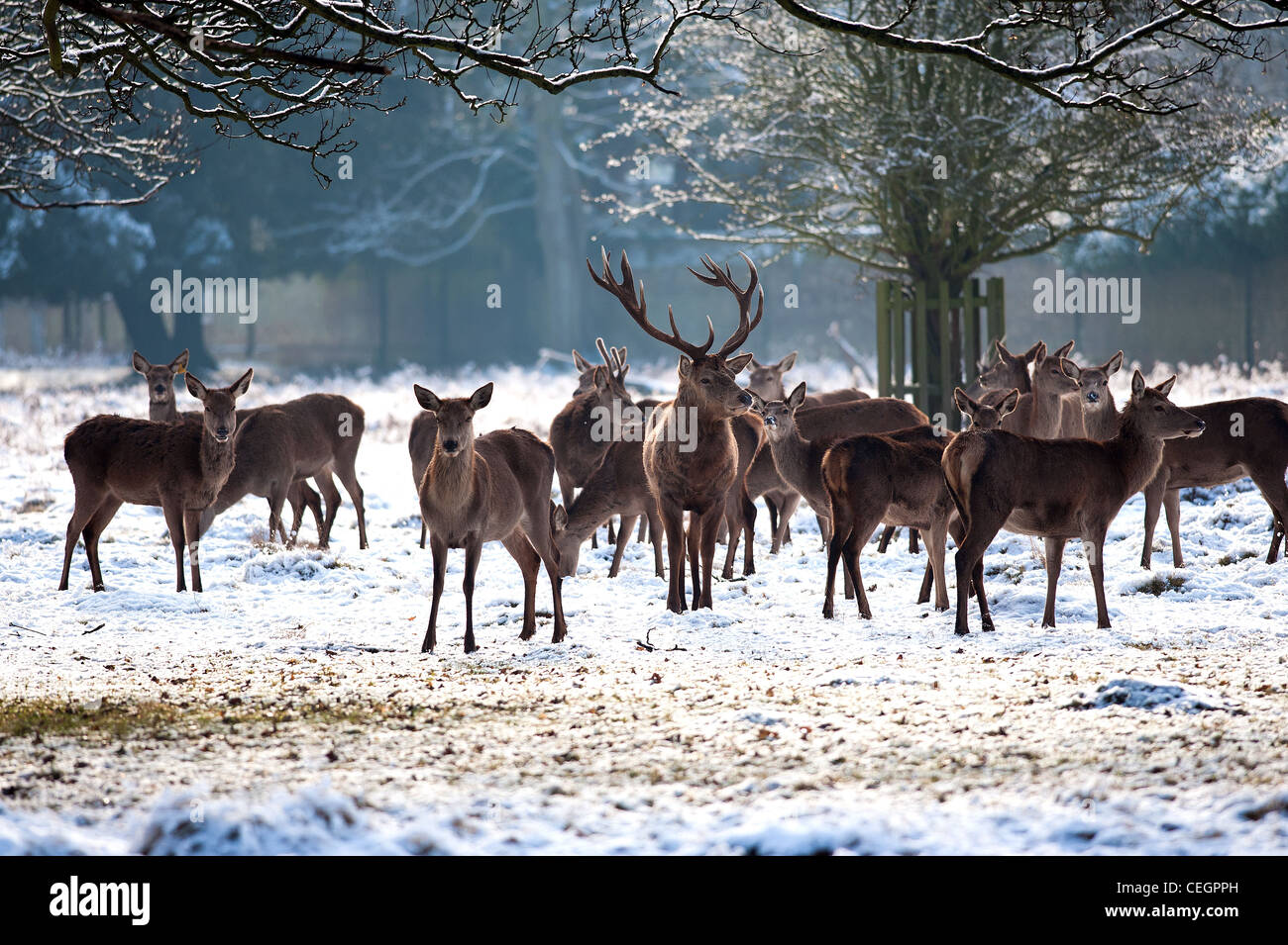 Un troupeau de Red Deer de Bushy Park à Londres. Banque D'Images
