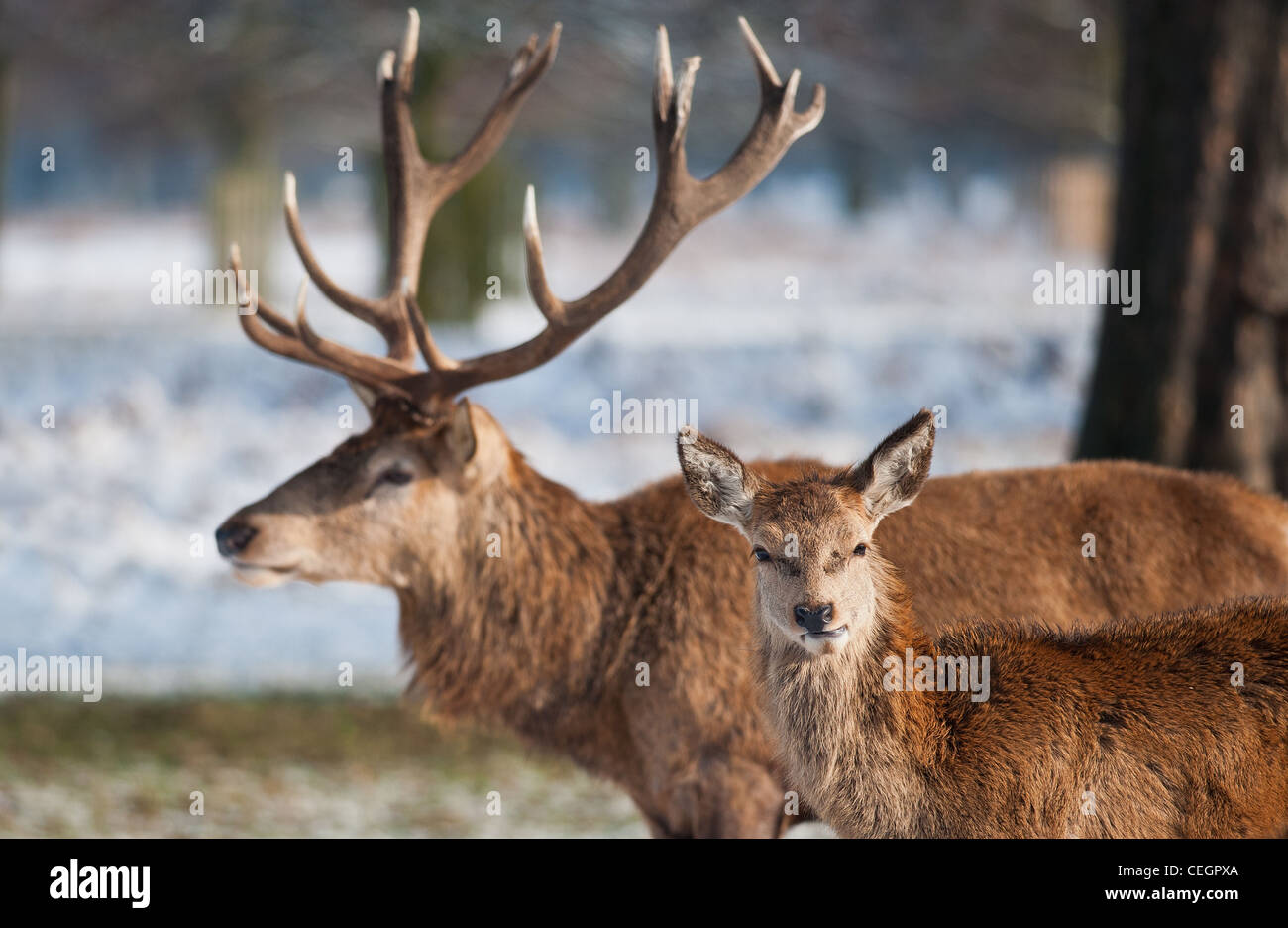 Red Deer Cervus elaphus Bushy Park à Londres Banque D'Images