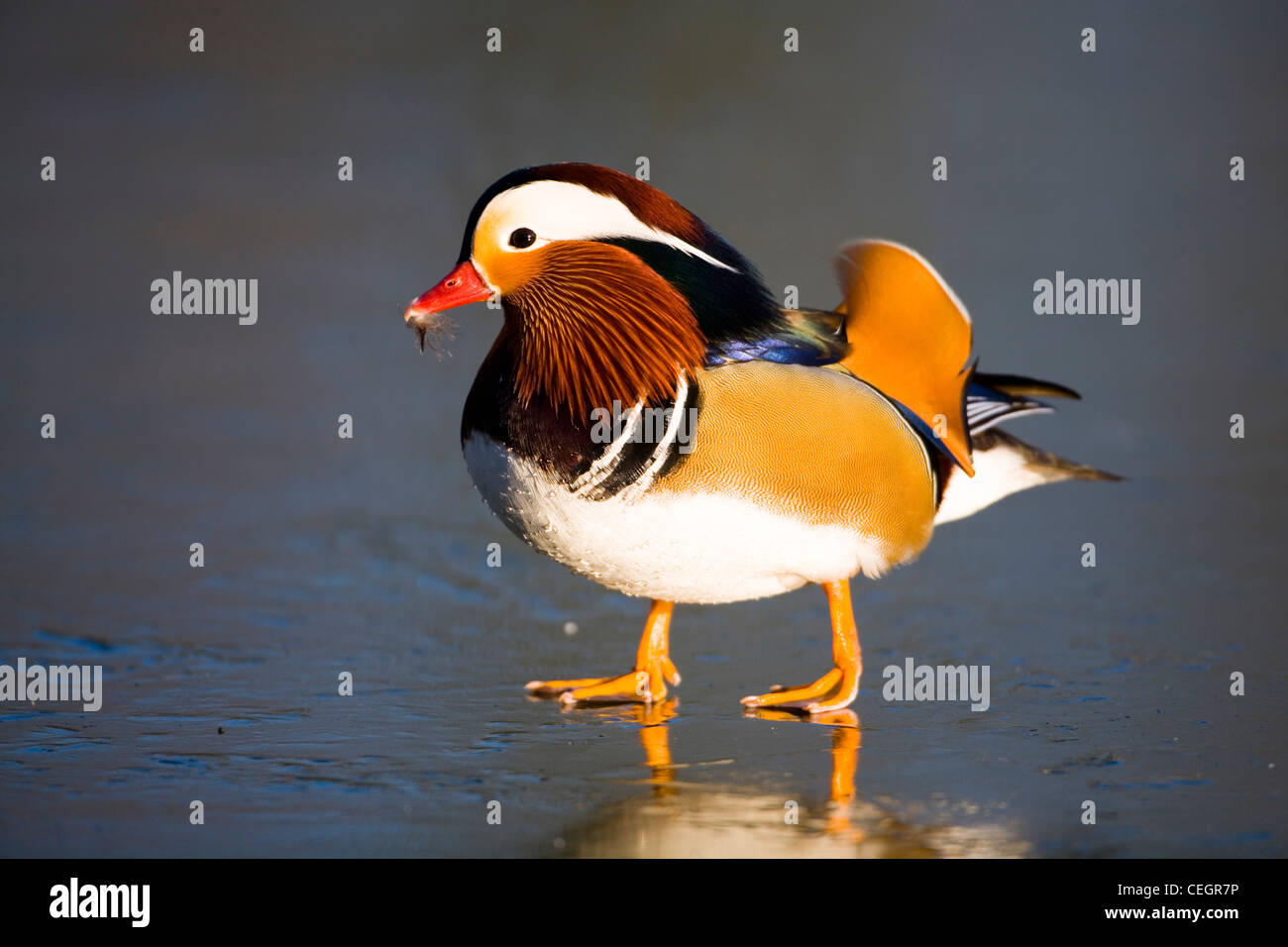 CANARD MANDARIN Banque D'Images