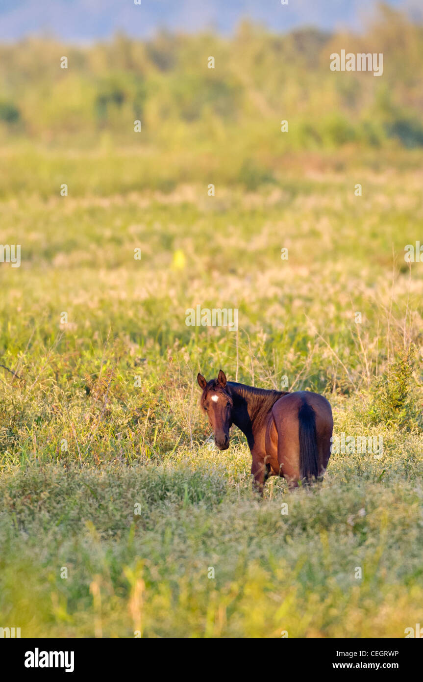 Cheval sauvage sur l'état des prairies Paynes Préserver, Gainesville, Floride Banque D'Images