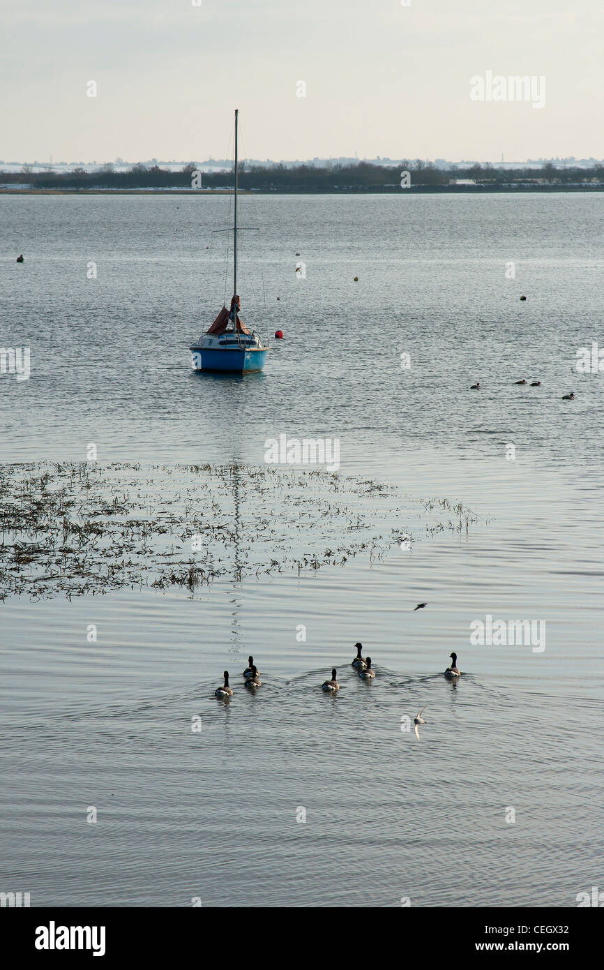 Paysage marin avec un voilier et un groupe de canards. Banque D'Images